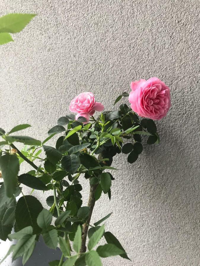 Apartament Lucky Pruszcz Gdański Kültér fotó
